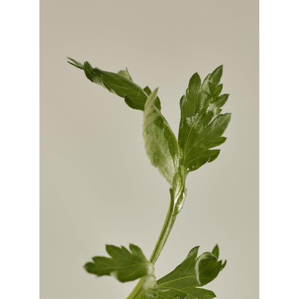 Beauty of Joseon Beauty of Joseon Calming Serum Green Tea + Panthenol 30ml