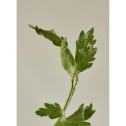 Beauty of Joseon Beauty of Joseon Calming Serum Green Tea + Panthenol 30ml