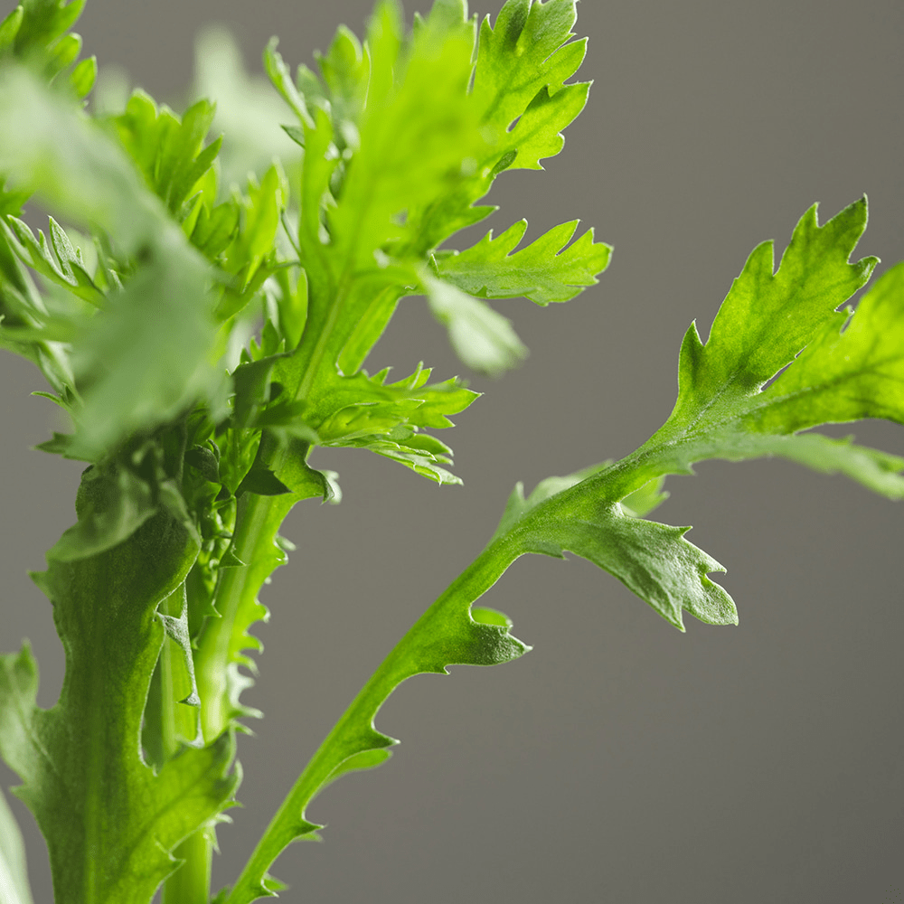 Beauty of Joseon Beauty of Joseon Matte sun stick : Mugwort + Camelia 18g