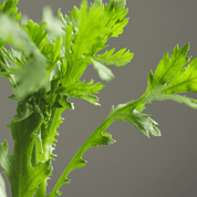 Beauty of Joseon Beauty of Joseon Matte sun stick : Mugwort + Camelia 18g